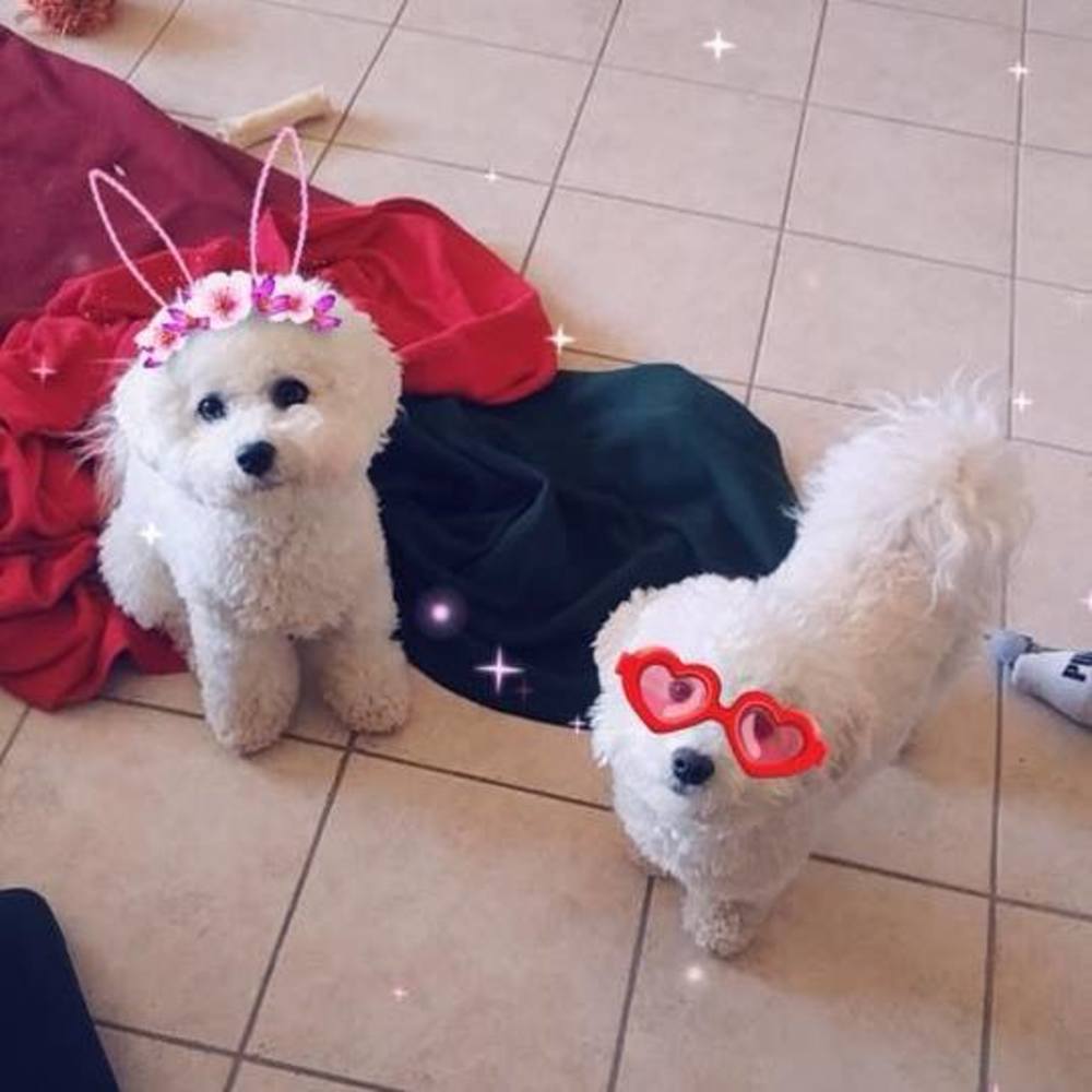 Meet your Posher, Chrissy